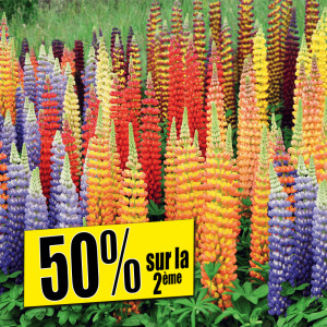 /ext/img/product/bonnes-affaires/25_06_11/500_buissons_1.jpg