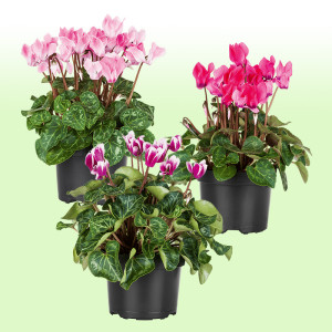 /ext/img/product/bonnes-affaires/25_06_11/500_cyclamen_1.jpg