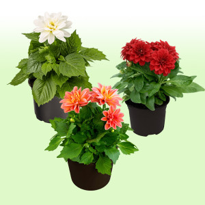 /ext/img/product/bonnes-affaires/25_06_11/500_dahlia1_1.jpg