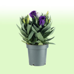 /ext/img/product/bonnes-affaires/25_06_11/500_eustoma_1.jpg
