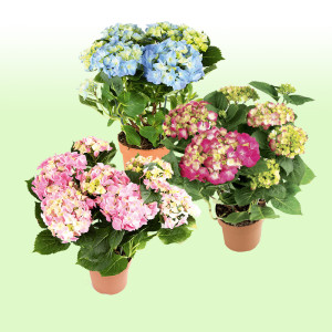/ext/img/product/bonnes-affaires/25_06_11/500_hortensia_1.jpg