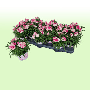 /ext/img/product/bonnes-affaires/25_06_11/500_oeillet_1.jpg