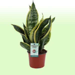 /ext/img/product/bonnes-affaires/25_06_11/500_sanseveria_1.jpg