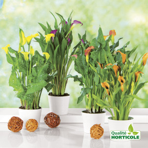 /ext/img/product/bonnes-affaires/25_06_18/700_calla_1.jpg