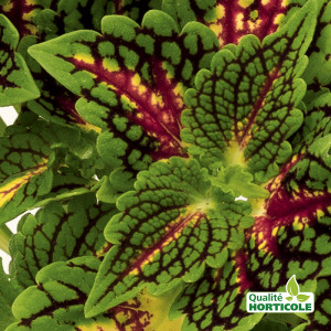 /ext/img/product/bonnes-affaires/25_06_18/700_coleus_1.jpg