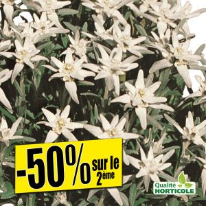 /ext/img/product/bonnes-affaires/25_06_18/700_edelweiss_1.jpg