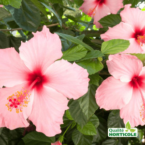 /ext/img/product/bonnes-affaires/25_06_18/700_hibiscus_1.jpg
