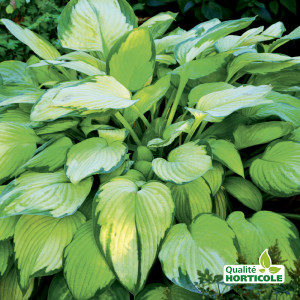 /ext/img/product/bonnes-affaires/25_06_18/700_hosta_1.jpg