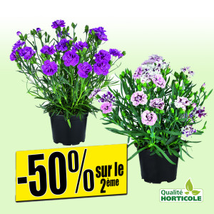 /ext/img/product/bonnes-affaires/25_06_18/700_oeillets_1.jpg