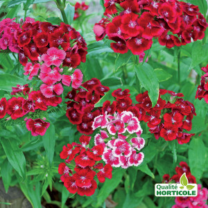 /ext/img/product/bonnes-affaires/25_06_18/700_plantes_1.jpg