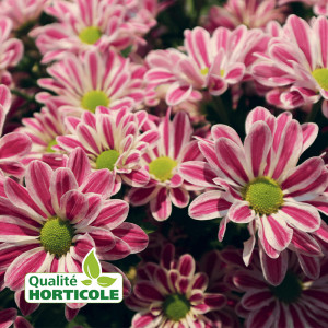 /ext/img/product/bonnes-affaires/25_06_25/400_chrysanthemes_1.jpg