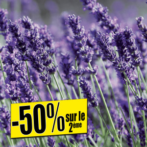 /ext/img/product/bonnes-affaires/25_06_25/400_lavande_1.jpg