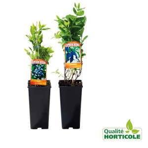 /ext/img/product/bonnes-affaires/25_07_02/300_arbuste_1.jpg