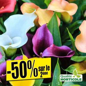 /ext/img/product/bonnes-affaires/25_07_02/300_calla_1.jpg