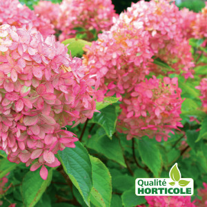 /ext/img/product/bonnes-affaires/25_07_02/300_hortensia_1.jpg
