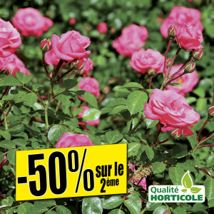 /ext/img/product/bonnes-affaires/25_07_02/300_rosiers_1.jpg