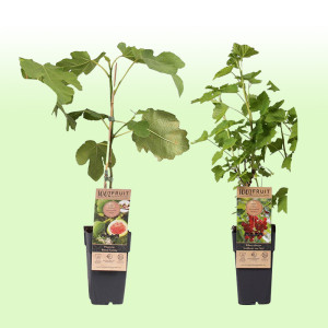 /ext/img/product/bonnes-affaires/25_07_09/500_arbustes_1.jpg