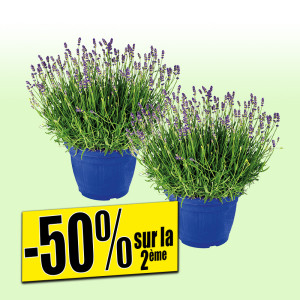 /ext/img/product/bonnes-affaires/25_07_09/500_lavande_1.jpg