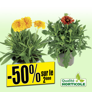 /ext/img/product/bonnes-affaires/25_07_09/500_plantes_1.jpg