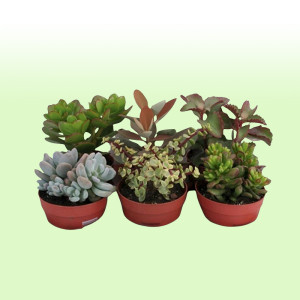 /ext/img/product/bonnes-affaires/25_07_09/500_plantesgrasses_1.jpg