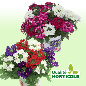 /ext/img/product/bonnes-affaires/25_07_09/500_verveine_1.jpg