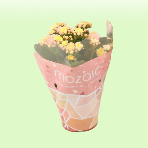 /ext/img/product/bonnes-affaires/25_07_16/500_kalanchoe_1.jpg