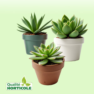 /ext/img/product/bonnes-affaires/25_07_16/500_plante_1.jpg