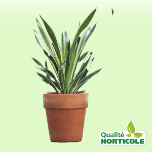 /ext/img/product/bonnes-affaires/25_07_16/500_yucca_1.jpg