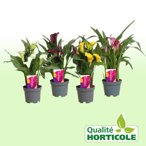 /ext/img/product/bonnes-affaires/25_07_30/500_calla_1.jpg