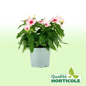 /ext/img/product/bonnes-affaires/25_07_30/500_catharanthus_1.jpg