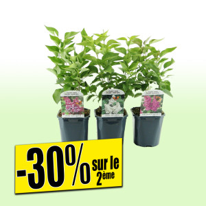 /ext/img/product/bonnes-affaires/25_07_30/500_lilas_1.jpg