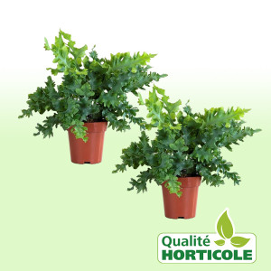 /ext/img/product/bonnes-affaires/25_07_30/500_phlebodium_1.jpg