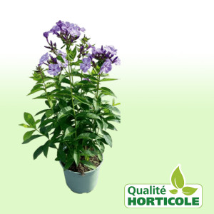 /ext/img/product/bonnes-affaires/25_07_30/500_phlox_1.jpg