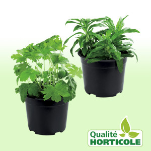 /ext/img/product/bonnes-affaires/25_07_30/500_plantes_1.jpg