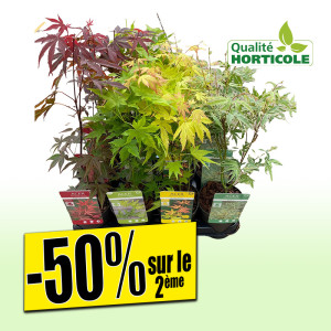 /ext/img/product/bonnes-affaires/25_08_06/600_erable_1.jpg