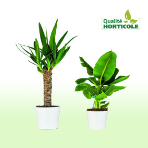 /ext/img/product/bonnes-affaires/25_08_06/600_plante_1.jpg