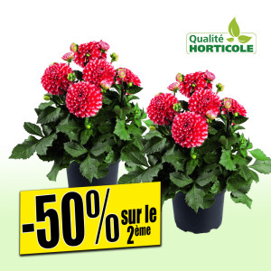 /ext/img/product/bonnes-affaires/25_08_06/600_plantes_1.jpg