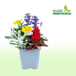 /ext/img/product/bonnes-affaires/25_08_06/600_plantesvivaces_1.jpg