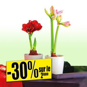 /ext/img/product/bonnes-affaires/25_11_05/500_amaryllis_1.jpg