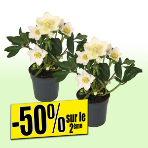 /ext/img/product/bonnes-affaires/25_11_05/500_hellebore_1.jpg