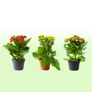 /ext/img/product/bonnes-affaires/25_11_05/500_kalanchoe_1.jpg