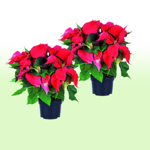 /ext/img/product/bonnes-affaires/25_11_05/500_poinsettia_1.jpg