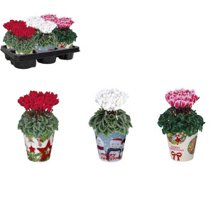 /ext/img/product/bonnes-affaires/25_12_03/500_cyclamen_1.jpg