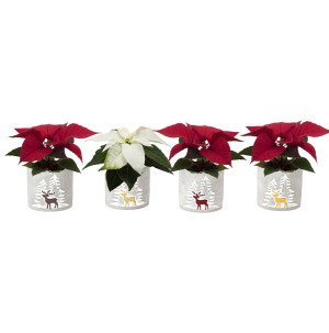 /ext/img/product/bonnes-affaires/25_12_03/500_poinsettia_1.jpg