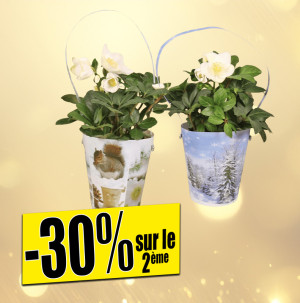 /ext/img/product/bonnes-affaires/25_12_10/500_hellebore_1.jpg