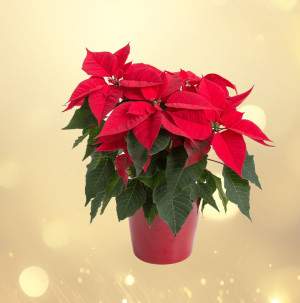 /ext/img/product/bonnes-affaires/25_12_10/500_poinsettia_1.jpg