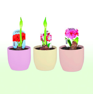 /ext/img/product/bonnes-affaires/26_01_07/600_amaryllis_1.jpg