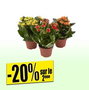 /ext/img/product/bonnes-affaires/26_01_07/600_kalanchoe_1.jpg