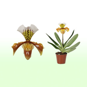 /ext/img/product/bonnes-affaires/26_01_07/600_orchidee_1.jpg
