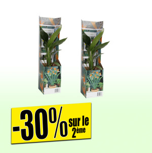 /ext/img/product/bonnes-affaires/26_01_07/600_strelitzia_1.jpg
